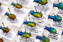 A tray of tiger beetles among the sample drawers in Entomology Hall. Steve Spomer, a research techni