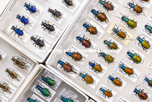 A tray of tiger beetles among the sample drawers in Entomology Hall. Steve Spomer, a research techni