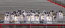 A pack of 25 Saint Bernards stand ready for a stadium rescue as they howl for the Huskers. The dogs 
