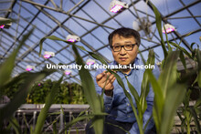 Nebraska’s Jinliang Yang (pictured), assistant professor of agronomy and horticulture, and Gen Xu,