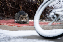 One of the University's feral cats warms itself on one of the steam tunnels grates. Snow on UNL City
