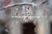 Frozen berries on a tree covered in snow and ice. Snow on UNL City Campus. December 12, 2020. 