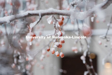 Frozen berries on a tree covered in snow and ice. Snow on UNL City Campus. December 12, 2020. 