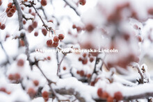 Frozen berries on a tree covered in snow and ice. Snow on UNL City Campus. December 12, 2020. 