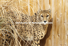 Bella, a 10-year-old female cheetah strolls through her habitat. Husker researchers are using new vi