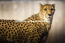 Bella, a 10-year-old female cheetah watches her watchers. Husker researchers are using new video tra