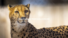 Bella, a 10-year-old female cheetah watches her watchers. Husker researchers are using new video tra