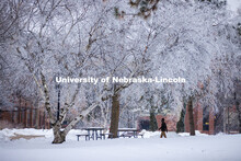 Students walk to class as frost coats the trees in the green space between the Sheldon Art Museum an