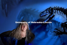 Kate Lyons, Assistant Professor of Biological Sciences, eyes the skeleton of an Allosaurus at the Un