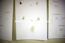 The walls in the Filley Hall labs are covered in posters including these which document various bull