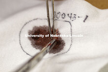 A sample of what will be tested for blood is clipped from a sock in the crime lab. Forensic Science 