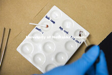 Chemical drops are added to swabs that test for presence of human blood. Forensic Science 485 is the