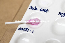 Chemical drops are added to swabs that test for presence of human blood. Forensic Science 485 is the