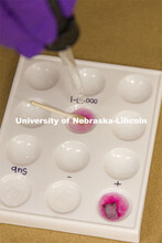 Chemical drops are added to swabs that test for presence of human blood. Forensic Science 485 is the