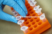 DNA samples are prepared for testing. Forensic Science 485 is the capstone for the seniors. The CSI 