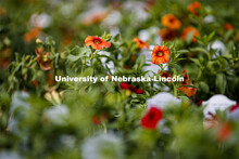 Horticulture club plants in the greenhouses on east campus. The plants will be sold at the Horticult
