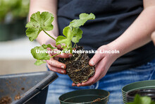 Members of the horticulture club prepare plants in the greenhouses on east campus. The plants will b