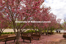 Saucer Magnolia trees bloom outside of the Lied Center. Spring on City Campus. April 6, 2021. 