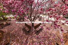 Saucer Magnolia trees bloom outside of the Lied Center. Spring on City Campus. April 6, 2021. 