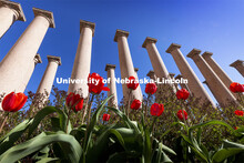Tulips bloom in front of The Columns by Memorial Stadium. Spring on City Campus. April 12, 2021. 