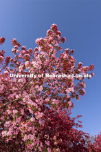Pink flowering Crabapple tree. Spring on City Campus. April 12, 2021. 