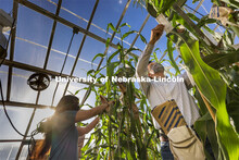 Nebraska's Cleo Babor, a sophomore plant biology major and new McNair Scholar, and David Holding, as
