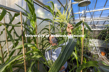 Nebraska's Cleo Babor, a sophomore plant biology major and new McNair Scholar, and David Holding, as