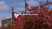 The University of Nebraska Flag and the American flag wave above the flowering trees on City Campus.