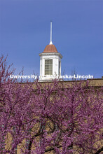 Love Library Cupola is framed by beautiful purple blooms from the spring trees on City Campus. Sprin