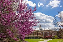 Love Library is framed by blooming spring trees. City Campus. April 20, 2021. 