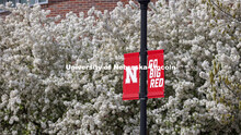 Nebraska N Banners are surrounded by white spring blossoms from a pear tree. Spring on City Campus. 