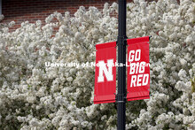 Nebraska N Banners are surrounded by white spring blossoms from a pear tree. Spring on City Campus. 