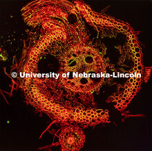 Flow Cytometry Service Center Manager, Dirk Anderson looks at a slice of a corn root being attacked 