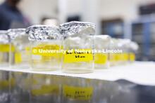 Lab specimens in beakers sit on the table. McNair scholar Seth Caines and summer research scholar Mo