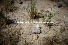 Close up of the sandhills at Cedar Point Station near Lake Ogallala. Cedar Point Biological Station 