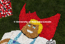 The Herbie Husker yard display is all pomped out and ready for Homecoming. Homecoming decorating. Se
