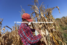David Holding, Associate Professor of Agronomy and Horticulture, and his team is harvest popcorn tri