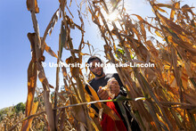 Grad student Jonathan Niyorukundo harvests an ear of corn in David Holding’s research field on Eas