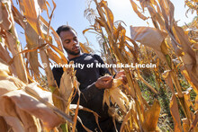 Grad student Jonathan Niyorukundo harvests an ear of corn in David Holding’s research field on Eas