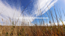 Fall prairie grasses at the Spring Creek Prairie Audubon Center near Denton, NE. October 22, 2021. 