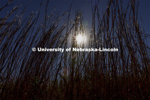 Fall prairie grasses at the Spring Creek Prairie Audubon Center near Denton, NE. October 22, 2021. 