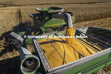 Corn harvest in southeast Lancaster County. October 30, 2021. 