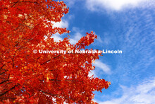 Orange fall leaves compliment the blue sky. Fall on city campus. November 8, 2021. 