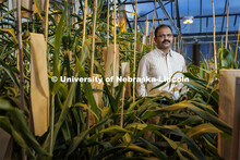 Joe Louis is researching sorghum genetics to develop sorghum that can fend off sugar cane aphids whi