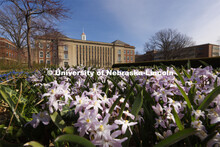 Flowers in bloom outside Love Library South. April 11, 2022. 