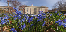 Flowers in bloom outside Love Library South. April 11, 2022. 