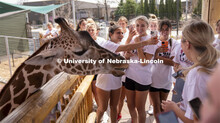 Alpha Chi Omega spend time with one of the giraffes at the Lincoln Children’s Zoo while working th
