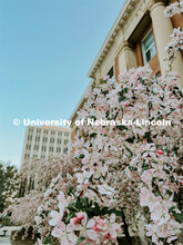 Spring on city campus. 