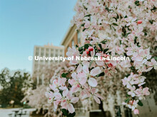 Spring on city campus. 