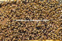 Bees on honeycomb. Rogan Tokach, a graduate student in entomology from Abilene, KS, studies bees and